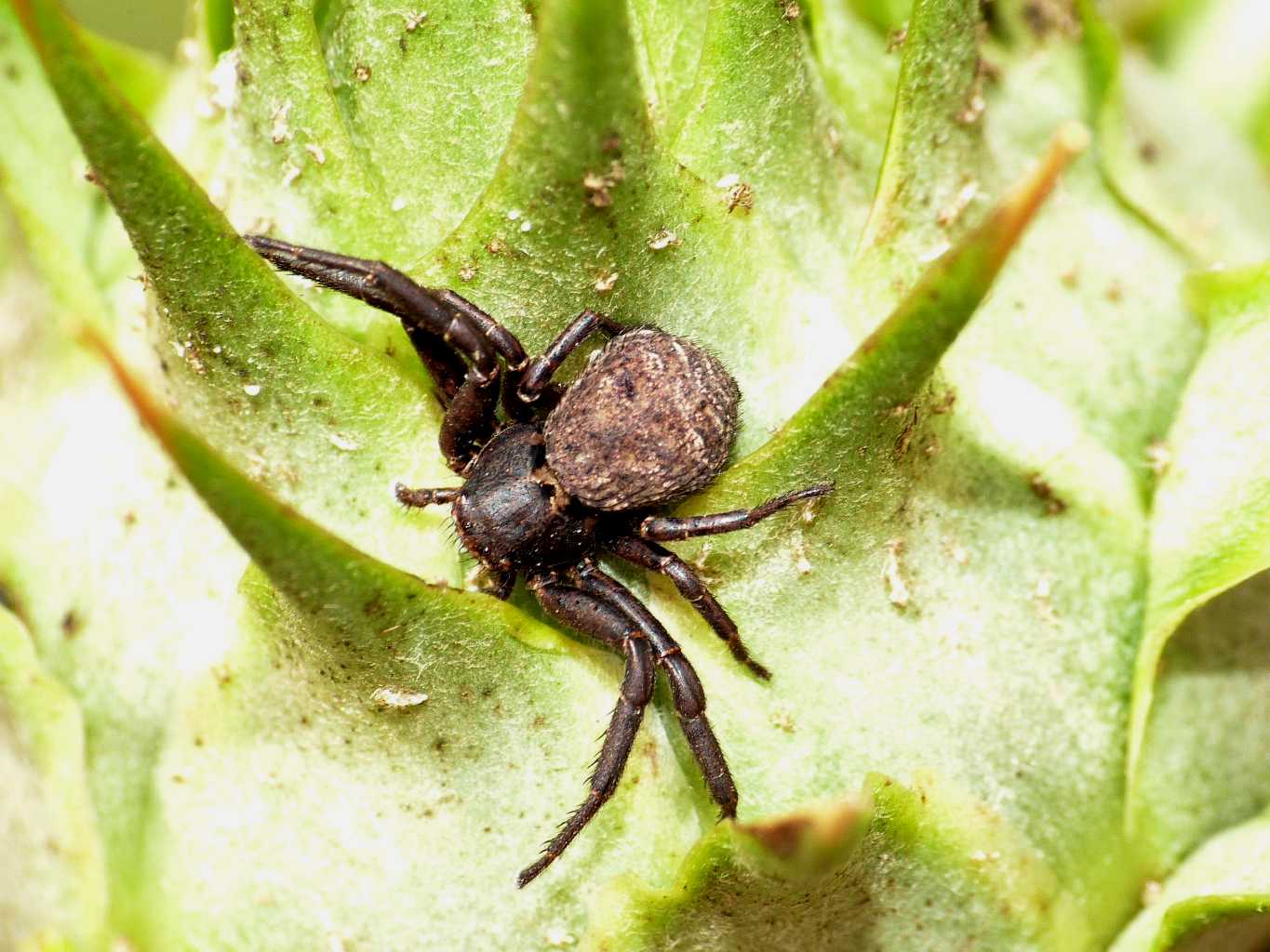 Xysticus sp. di colore scuro - Tolfa (RM)